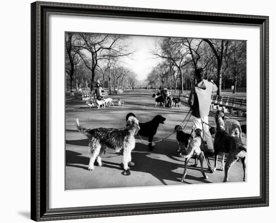 Dog Walkers in Central Park-Alfred Eisenstaedt-Framed Photographic Print