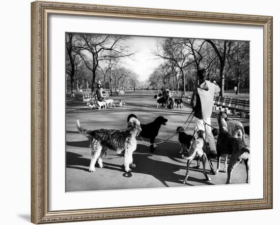 Dog Walkers in Central Park-Alfred Eisenstaedt-Framed Photographic Print
