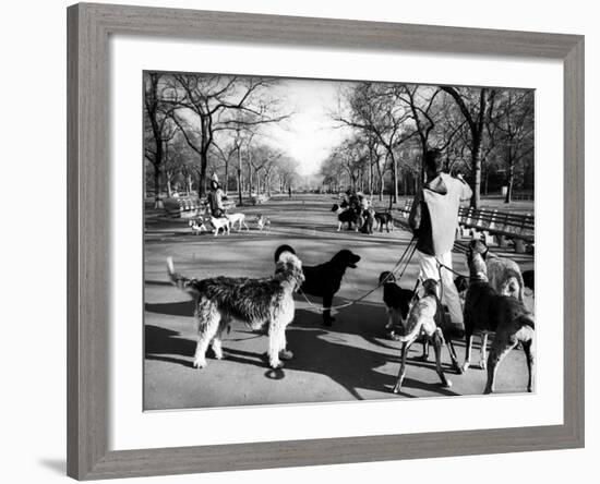 Dog Walkers in Central Park-Alfred Eisenstaedt-Framed Photographic Print