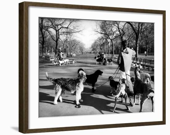 Dog Walkers in Central Park-Alfred Eisenstaedt-Framed Photographic Print