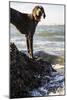 Dog Walks On A Rocky Outcropping On The Washington Coast-Hannah Dewey-Mounted Photographic Print