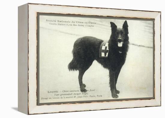 Dog War Work Red Cross-null-Framed Premier Image Canvas