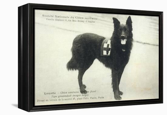 Dog War Work Red Cross-null-Framed Premier Image Canvas