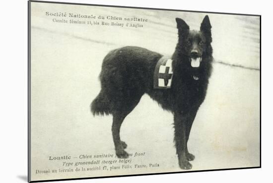 Dog War Work Red Cross-null-Mounted Photographic Print