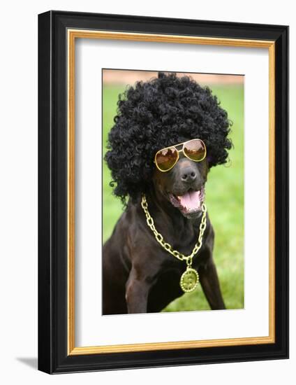 Dog Wearing Funny Costume-morganlstudios-Framed Photographic Print