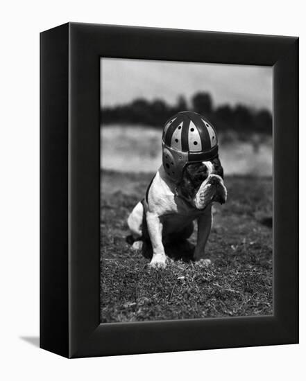 Dog Wearing Helmet on Football Field-Bettmann-Framed Premier Image Canvas