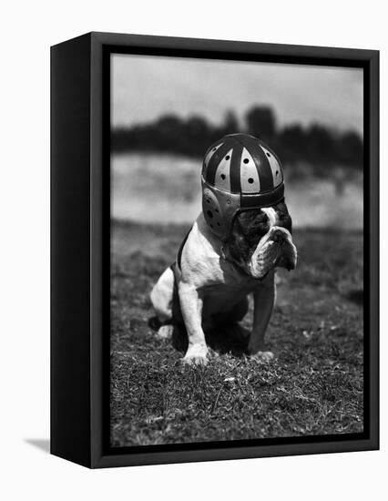 Dog Wearing Helmet on Football Field-Bettmann-Framed Premier Image Canvas