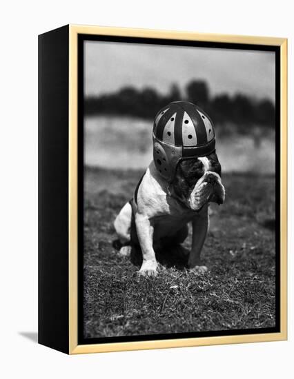 Dog Wearing Helmet on Football Field-Bettmann-Framed Premier Image Canvas