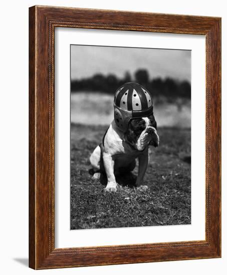 Dog Wearing Helmet on Football Field-Bettmann-Framed Photographic Print