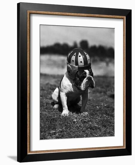 Dog Wearing Helmet on Football Field-Bettmann-Framed Photographic Print