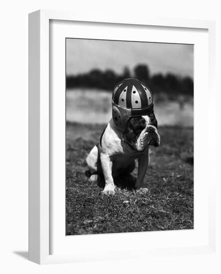 Dog Wearing Helmet on Football Field-Bettmann-Framed Photographic Print