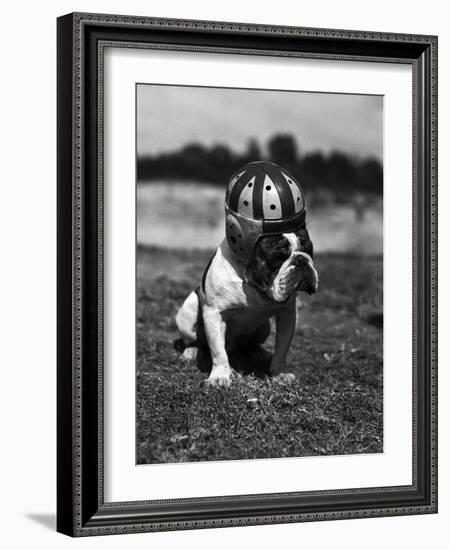Dog Wearing Helmet on Football Field-Bettmann-Framed Photographic Print