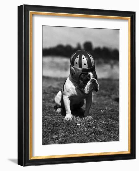 Dog Wearing Helmet on Football Field-Bettmann-Framed Photographic Print