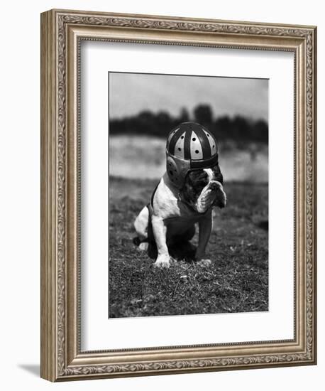 Dog Wearing Helmet on Football Field-Bettmann-Framed Photographic Print