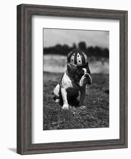 Dog Wearing Helmet on Football Field-Bettmann-Framed Photographic Print