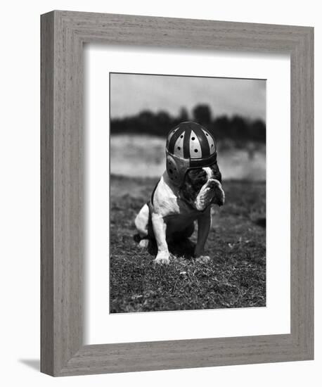 Dog Wearing Helmet on Football Field-Bettmann-Framed Photographic Print