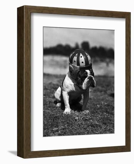 Dog Wearing Helmet on Football Field-Bettmann-Framed Photographic Print