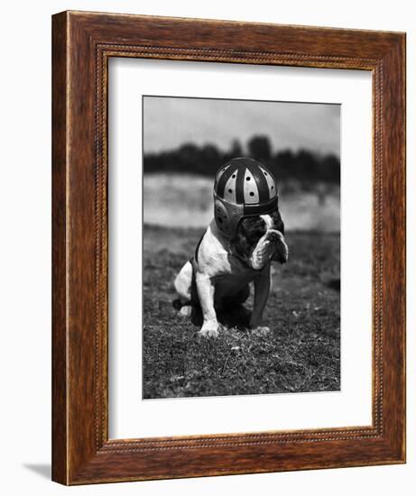 Dog Wearing Helmet on Football Field-Bettmann-Framed Photographic Print