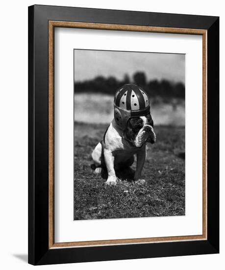 Dog Wearing Helmet on Football Field-Bettmann-Framed Photographic Print