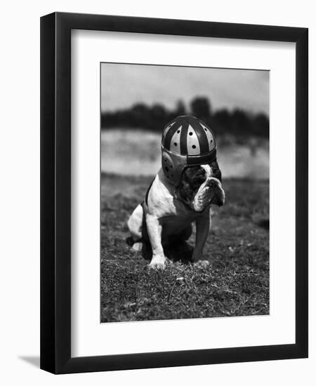 Dog Wearing Helmet on Football Field-Bettmann-Framed Photographic Print