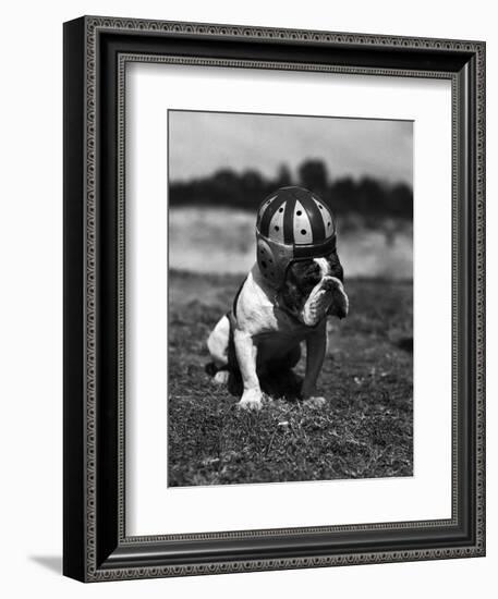 Dog Wearing Helmet on Football Field-Bettmann-Framed Photographic Print