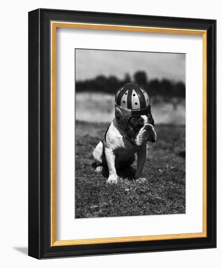 Dog Wearing Helmet on Football Field-Bettmann-Framed Photographic Print