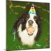 Dog Wearing Party Hat-Leland Bobbé-Mounted Photographic Print