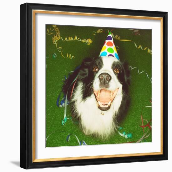 Dog Wearing Party Hat-Leland Bobbé-Framed Photographic Print