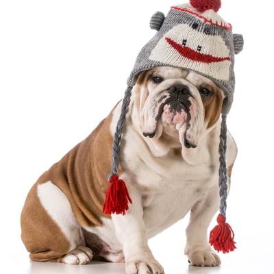 dog winter hats