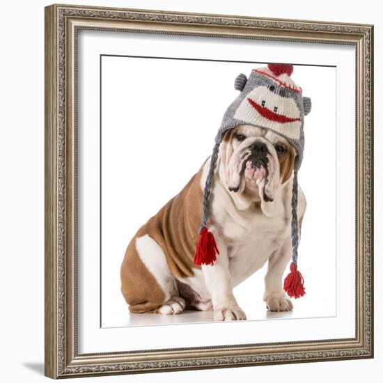 Dog Wearing Winter Hat-Willee Cole-Framed Photographic Print