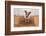 Dog Welcome Home-Javier Brosch-Framed Photographic Print