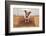 Dog Welcome Home-Javier Brosch-Framed Photographic Print