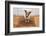 Dog Welcome Home-Javier Brosch-Framed Photographic Print