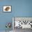 Dog Whelk Atlantic Dogwinkle Shell, Normandy, France-Philippe Clement-Framed Premier Image Canvas displayed on a wall