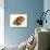 Dog Whelk Atlantic Dogwinkle Shell, Normandy, France-Philippe Clement-Photographic Print displayed on a wall