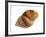 Dog Whelk Atlantic Dogwinkle Shell, Normandy, France-Philippe Clement-Framed Photographic Print