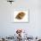 Dog Whelk Atlantic Dogwinkle Shell, Normandy, France-Philippe Clement-Framed Photographic Print displayed on a wall