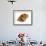 Dog Whelk Atlantic Dogwinkle Shell, Normandy, France-Philippe Clement-Framed Photographic Print displayed on a wall