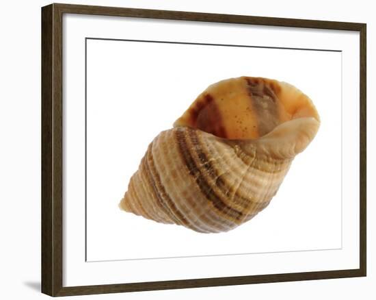 Dog Whelk Atlantic Dogwinkle Shell, Normandy, France-Philippe Clement-Framed Photographic Print