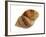 Dog Whelk Atlantic Dogwinkle Shell, Normandy, France-Philippe Clement-Framed Photographic Print