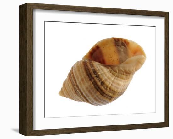 Dog Whelk Atlantic Dogwinkle Shell, Normandy, France-Philippe Clement-Framed Photographic Print