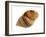 Dog Whelk Atlantic Dogwinkle Shell, Normandy, France-Philippe Clement-Framed Photographic Print