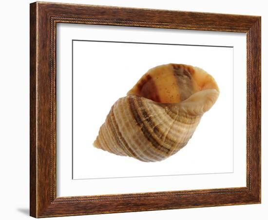 Dog Whelk Atlantic Dogwinkle Shell, Normandy, France-Philippe Clement-Framed Photographic Print