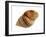 Dog Whelk Atlantic Dogwinkle Shell, Normandy, France-Philippe Clement-Framed Photographic Print