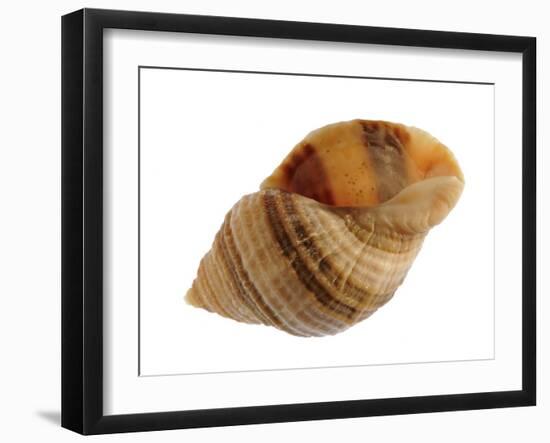 Dog Whelk Atlantic Dogwinkle Shell, Normandy, France-Philippe Clement-Framed Photographic Print