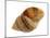 Dog Whelk Atlantic Dogwinkle Shell, Normandy, France-Philippe Clement-Mounted Photographic Print