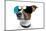 Dog With Funny Shades-Javier Brosch-Mounted Photographic Print