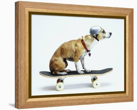 Dog with Helmet Skateboarding-Chris Rogers-Framed Premier Image Canvas