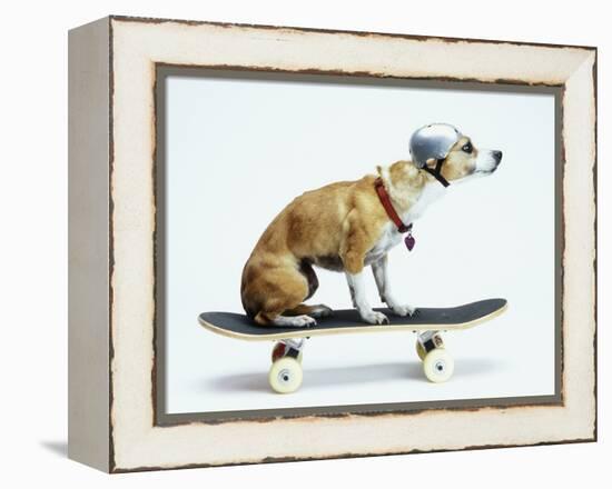 Dog with Helmet Skateboarding-Chris Rogers-Framed Premier Image Canvas