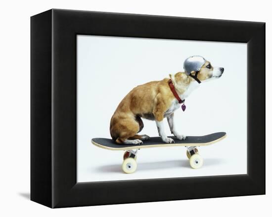 Dog with Helmet Skateboarding-Chris Rogers-Framed Premier Image Canvas